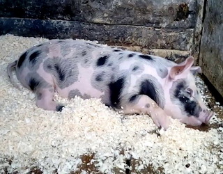 Наслідки АЧС: в Україні зникли дві породи свиней